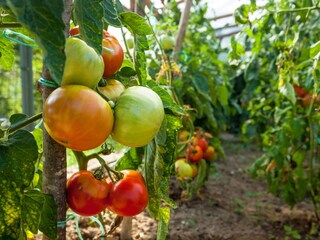 Appartamento per vacanze Cerkno Ambiente 31