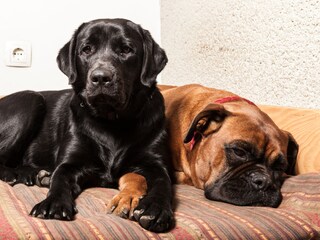 Appartamento per vacanze Cerkno Ambiente 30