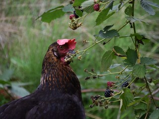 Auf Anfrage .... tägl. frische Eier ...