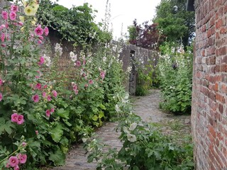 Little street in the place Veere with Stockroses