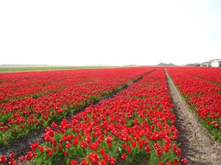 Casa per le vacanze Julianadorp Ambiente 23