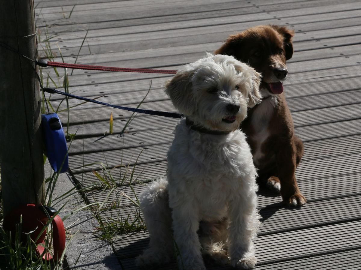 Perfekt für Ihren Urlaub mit Hund