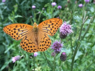 Holiday apartment Freudenstadt Environment 24