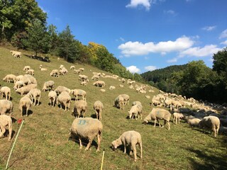 Holiday apartment Freudenstadt Environment 26