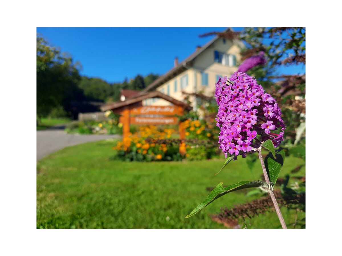 Blumen im Gartenbereich