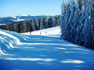 Feldberg - Rodelbahn