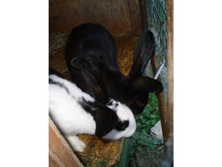 Appartamento per vacanze Nußdorf am Attersee Registrazione all'aperto 10