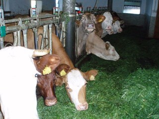 Appartamento per vacanze Nußdorf am Attersee Registrazione all'aperto 11