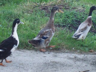 Appartamento per vacanze Nußdorf am Attersee Registrazione all'aperto 12