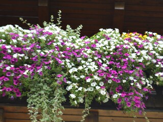 Appartamento per vacanze Nußdorf am Attersee Registrazione all'aperto 8