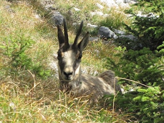 Gemse