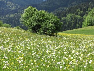 Im Birgle (Wiese bei Bad Oberdorf)