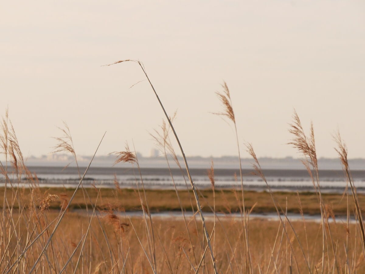 Norddeich Osthafen Vogelparadies