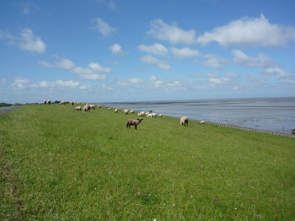 Deichrasenmäher und die unendliche Weite Wattenmeer