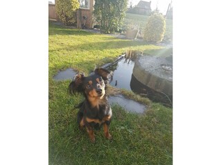 Casa per le vacanze Scharendijke Registrazione all'aperto 4