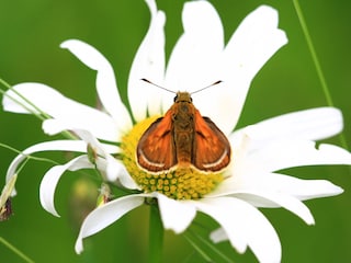 Blumenwiese am Haus