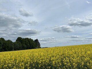 Die umliegenden Felder