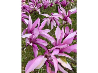 Appartamento per vacanze Rathmannsdorf Registrazione all'aperto 12