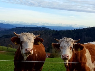 Herrliche Alpensicht (oberhalb von Wambach)