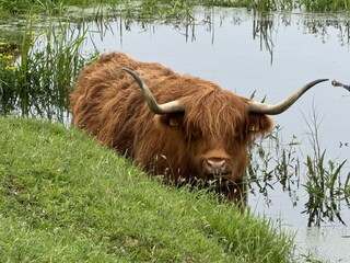 Appartement de vacances Bergen aan Zee Environnement 21