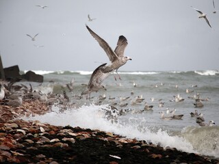 Appartamento per vacanze Sainte-Honorine-des-Pertes Ambiente 19