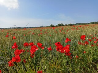 Appartamento per vacanze Sainte-Honorine-des-Pertes Ambiente 21