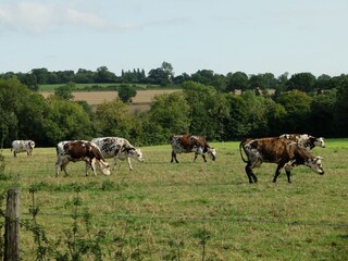 Appartamento per vacanze Sainte-Honorine-des-Pertes Ambiente 26
