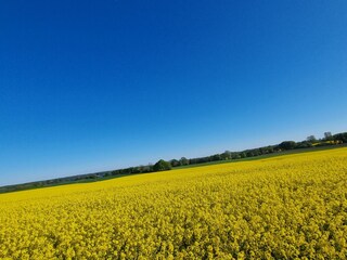 Rapsblüte in Angeln
