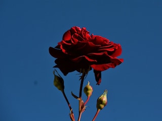 Rosenduft erwartet sie!