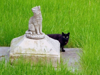 Garten mit Kater und Kater