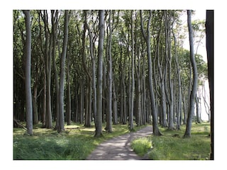 Gespensterwald