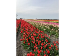 Appartamento per vacanze Amsterdam Ambiente 21