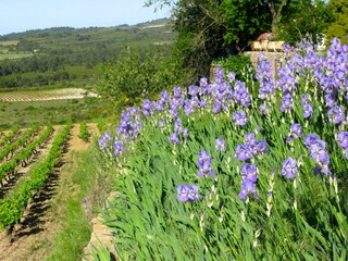 Appartamento per vacanze Minerve Ambiente 19