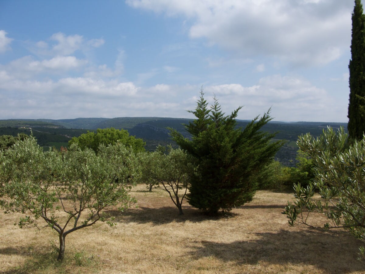 Der hauseigene Olivenhain