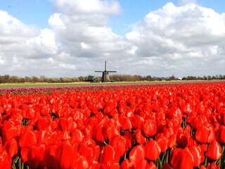 Vakantiehuis Bergen (Holland) Omgeving 19