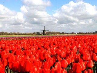Holiday house Bergen (Holland) Environment 21