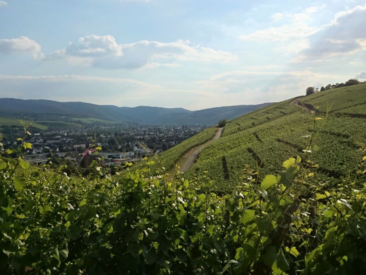 Holiday apartment Penthouse Ahrtal - Environment photo 22