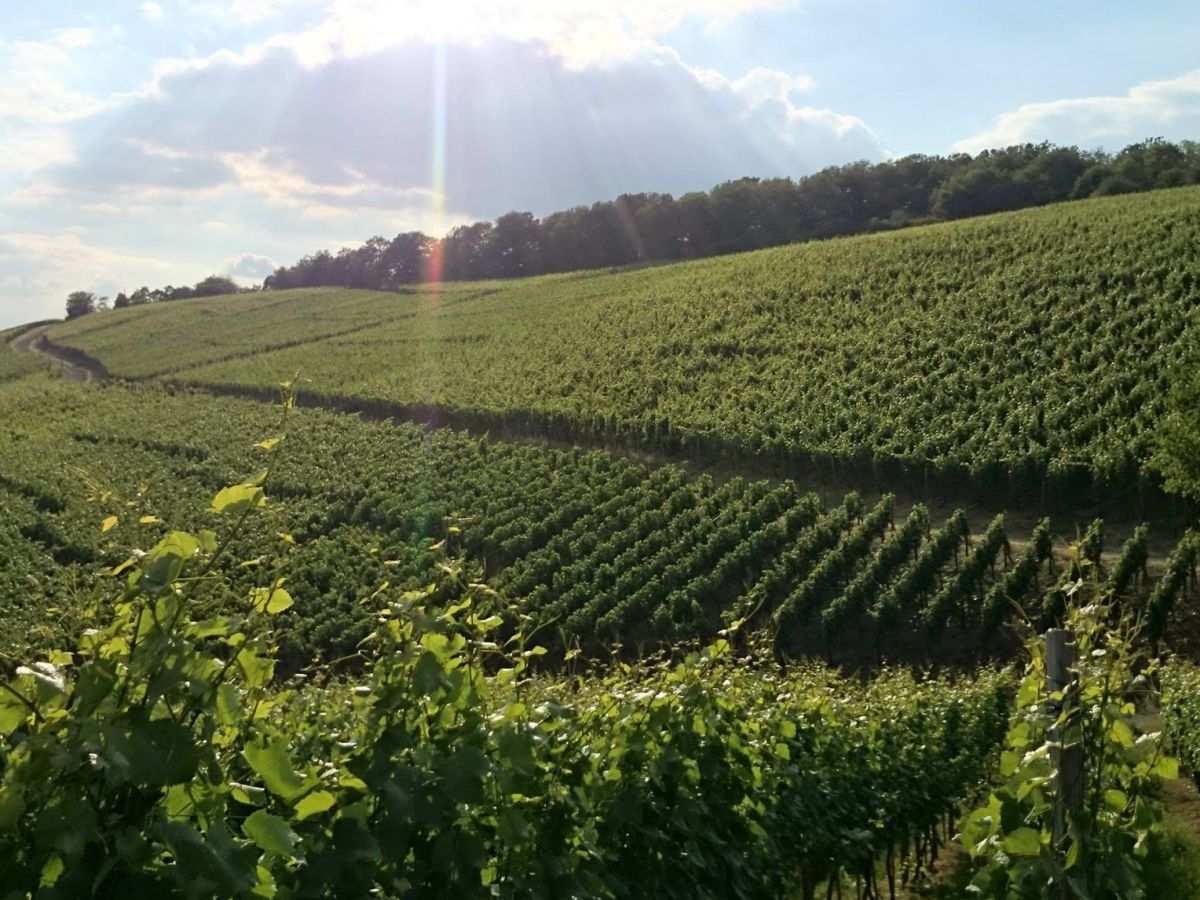 Holiday apartment Penthouse Ahrtal - Environment photo 24