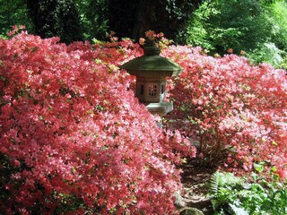 Rhododendronpark