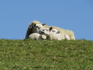 Casa per le vacanze De Cocksdorp Ambiente 34