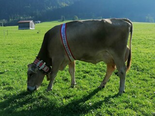 Appartamento per vacanze Au in Vorarlberg Ambiente 28