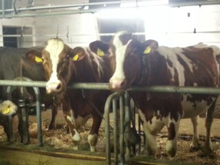 Appartamento per vacanze Au in Vorarlberg Ambiente 18