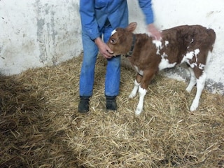 Appartamento per vacanze Au in Vorarlberg Ambiente 19