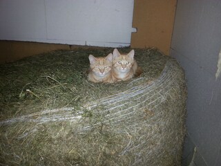 Appartamento per vacanze Au in Vorarlberg Ambiente 20