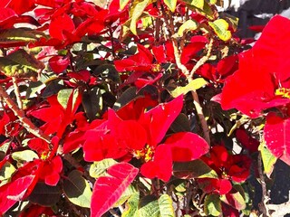 Villa Playa Blanca Registrazione all'aperto 14