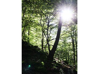 Kastanienwald hinter dem Haus