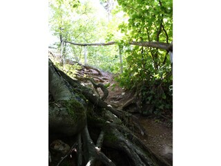 Der Weg zur Ruine Neukastel