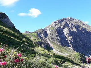 Alpenrosenblüte