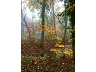 Naturschutzgebiet Taubergießen