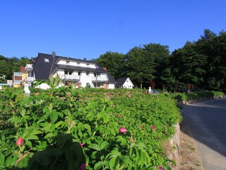 Ihr Urlaubsdomizil direkt am Küstenwald